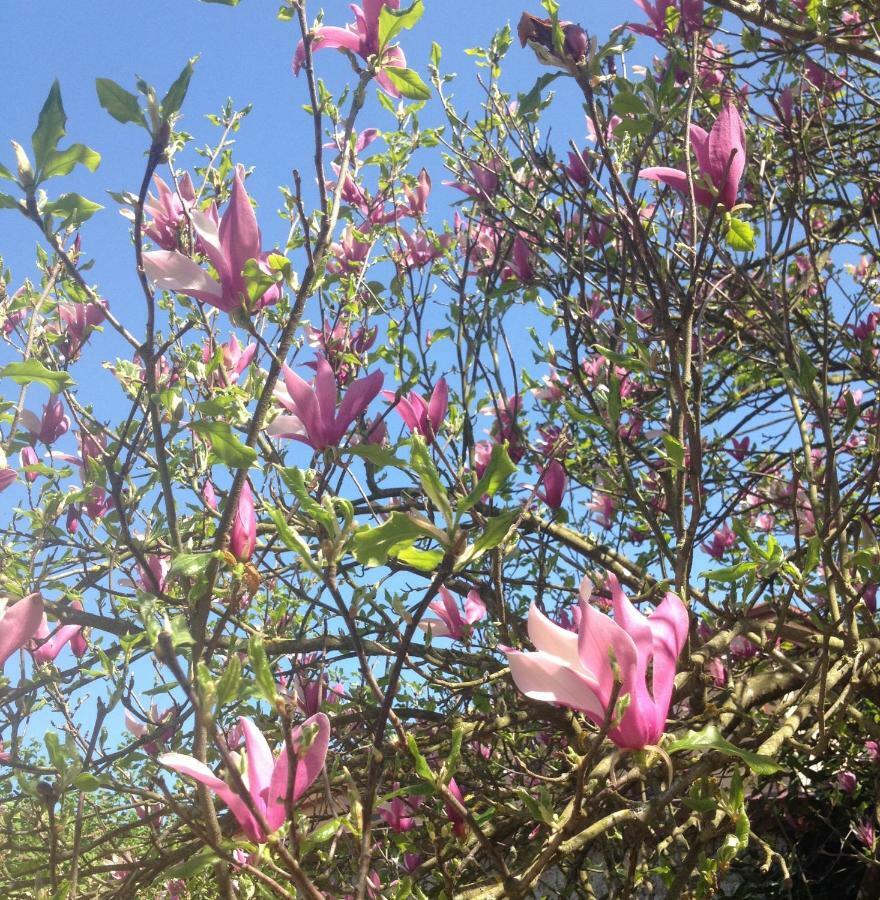 Apartamento La Magnolia Riccò del Golfo di Spezia Exterior foto