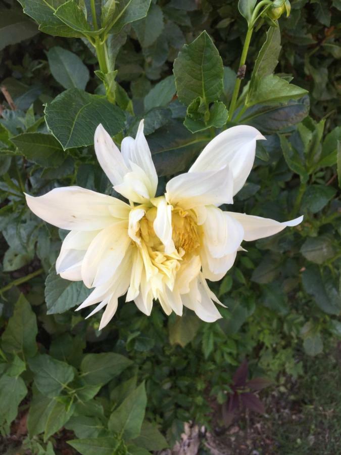 Apartamento La Magnolia Riccò del Golfo di Spezia Exterior foto